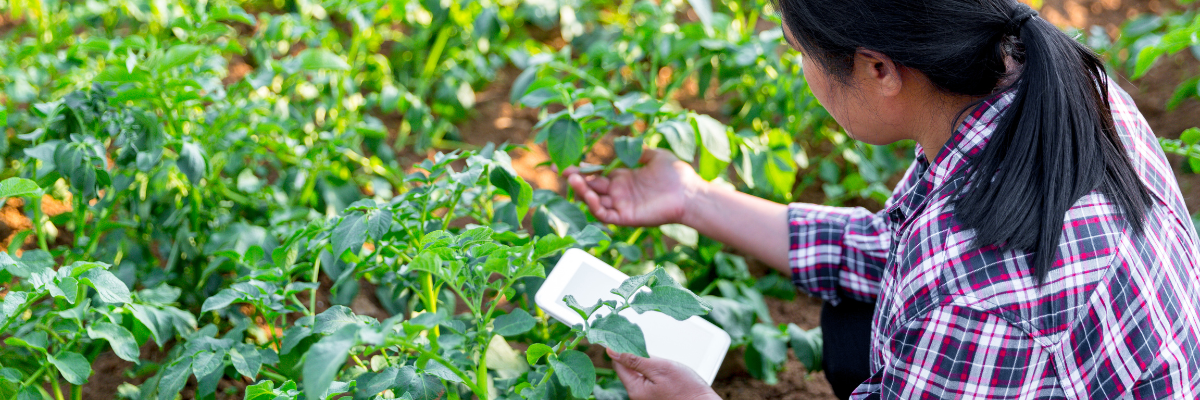 Data-Driven Plant Phenotyping Application Transformation - Inside image